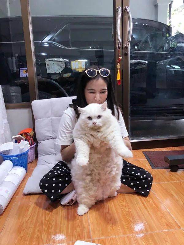 你家豬長得快超過化肥袋了,主人:那是我家貓