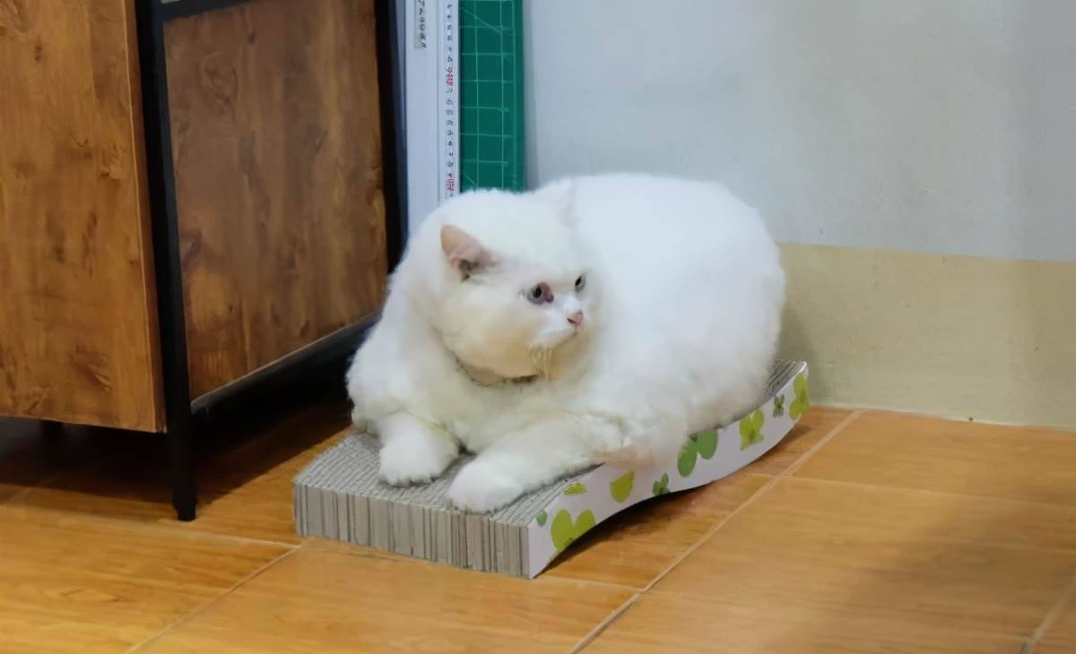 你家豬長得快超過化肥袋了,主人:那是我家貓