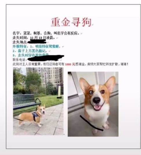 走丟一個月的柯基,被找到時竟在幫人看雞!回家後性格都變溫柔了