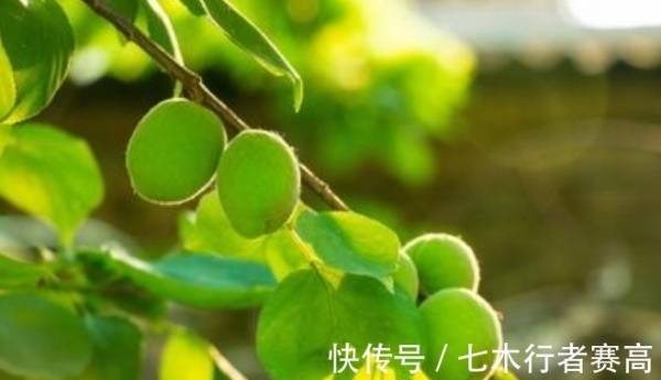 她生於清朝光緒12年 也就是1886年,現今135歲,沒長壽秘訣但愛吃之物:一般人難以下咽