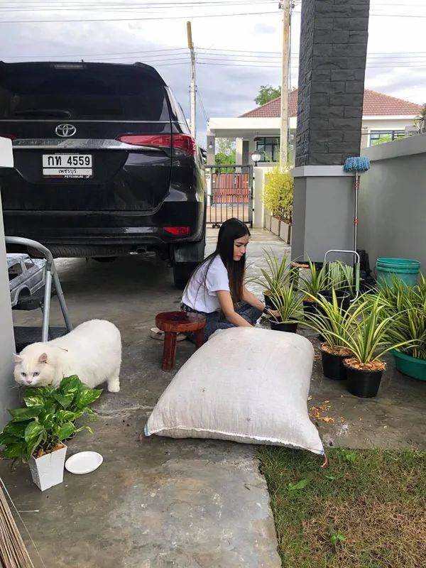你家豬長得快超過化肥袋了,主人:那是我家貓