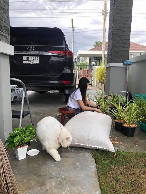 你家豬長得快超過化肥袋了,主人:那是我家貓