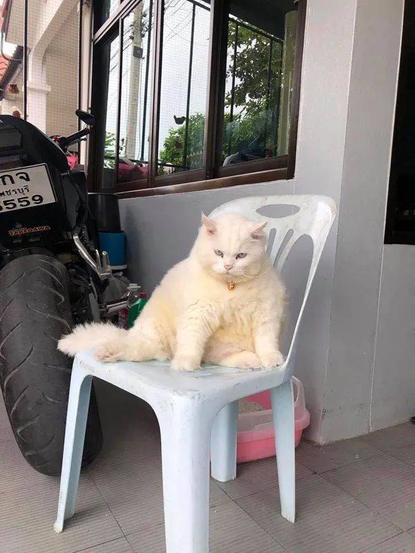 你家豬長得快超過化肥袋了,主人:那是我家貓