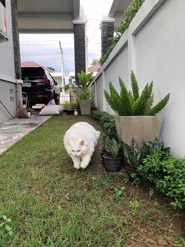 你家豬長得快超過化肥袋了,主人:那是我家貓