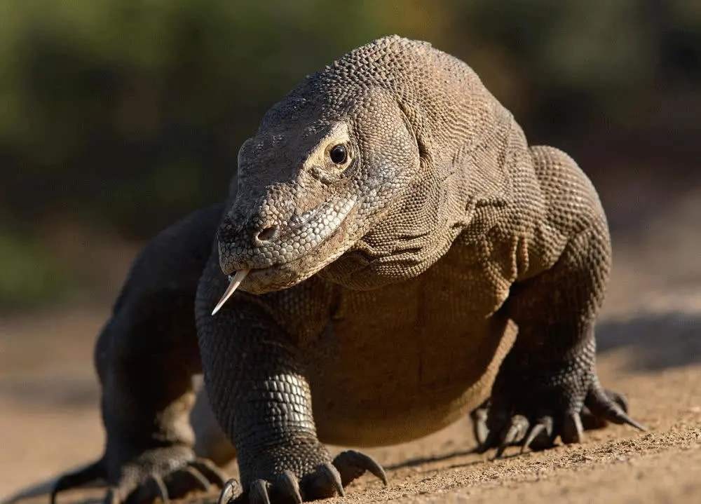 動漫推薦：這部日本動漫比動物城還瘋狂，巨蜥和狼也可以繁衍後代