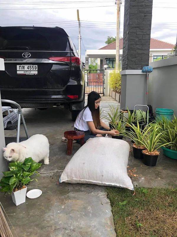 你家豬長得快超過化肥袋了,主人:那是我家貓