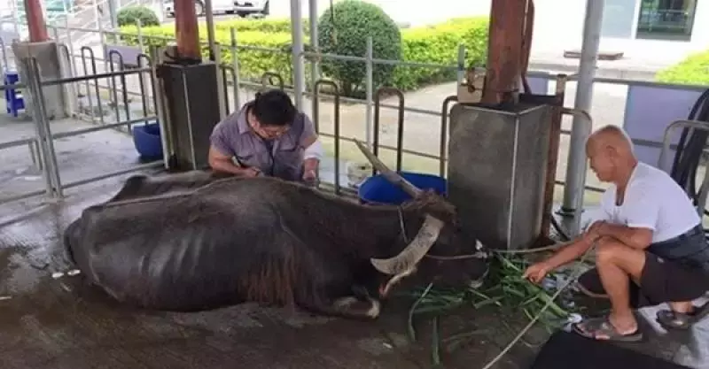 117歲老水牛苦撐只為了,見主人最後一面,台南阿公撫牛淚崩:找個好人家投胎