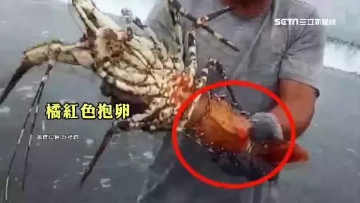 釣到海中巨人！台東漁民捕獲「5台斤錦繡龍蝦」要價不菲　他拿起來仔細觀察後「決定直接放回海裡」 