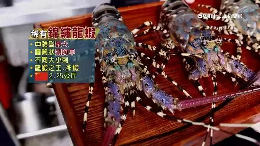 釣到海中巨人！台東漁民捕獲「5台斤錦繡龍蝦」要價不菲　他拿起來仔細觀察後「決定直接放回海裡」 