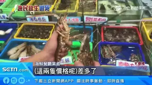 釣到海中巨人！台東漁民捕獲「5台斤錦繡龍蝦」要價不菲　他拿起來仔細觀察後「決定直接放回海裡」 