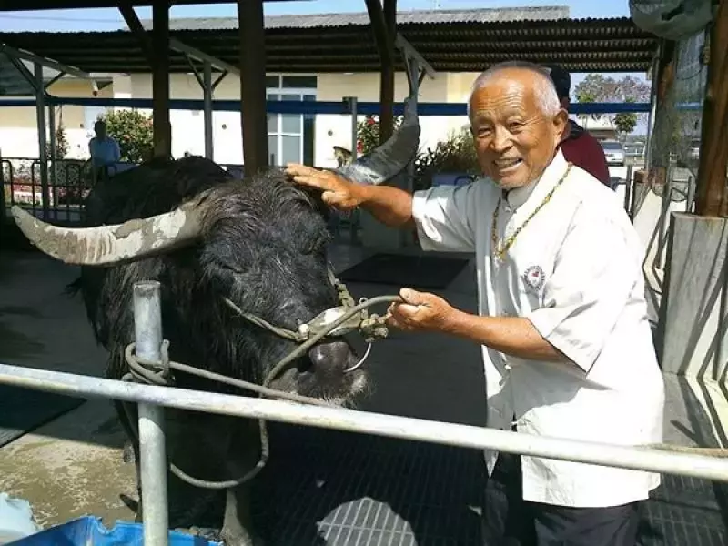 117歲老水牛苦撐只為了,見主人最後一面,台南阿公撫牛淚崩:找個好人家投胎