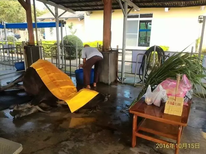 117歲老水牛苦撐只為了,見主人最後一面,台南阿公撫牛淚崩:找個好人家投胎