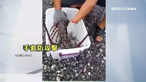 釣到海中巨人！台東漁民捕獲「5台斤錦繡龍蝦」要價不菲　他拿起來仔細觀察後「決定直接放回海裡」 