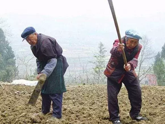堅守50年孝道!91歲爺爺拄拐杖「爬山3小時」幫父母上香 「在墳前下跪磕頭」淚喊:明年不能來了