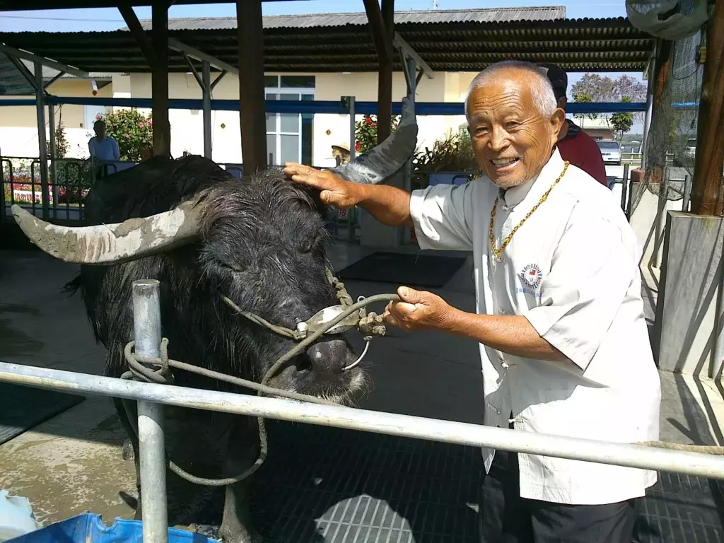 不吃不喝!117歲老牛苦撐只為「見老主人最後一面」 主人撫牛「淚崩告別」:找個好人家投胎