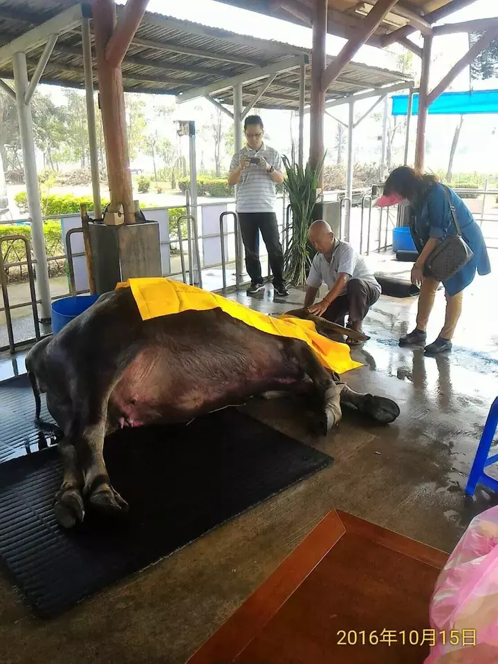 不吃不喝!117歲老牛苦撐只為「見老主人最後一面」 主人撫牛「淚崩告別」:找個好人家投胎