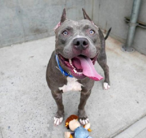 Rescue Dogs Rock NYC
