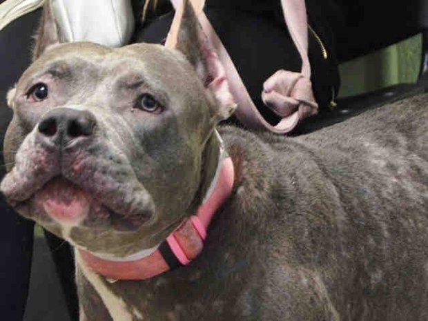 Rescue Dogs Rock NYC