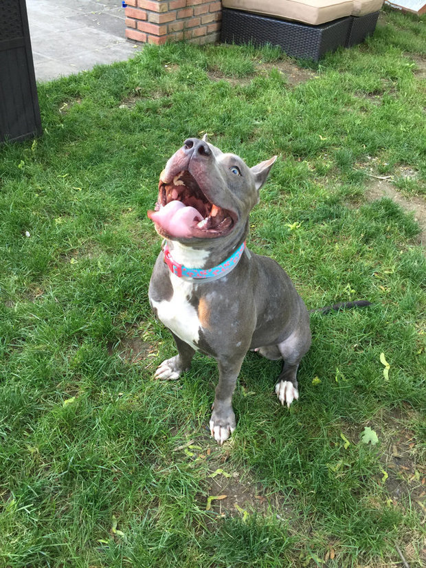 Rescue Dogs Rock NYC