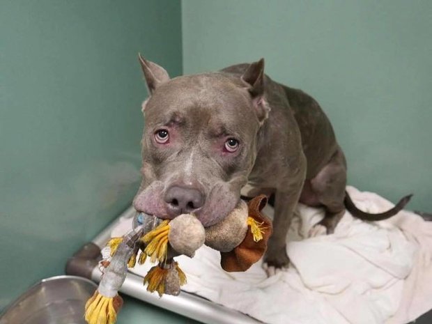 Rescue Dogs Rock NYC