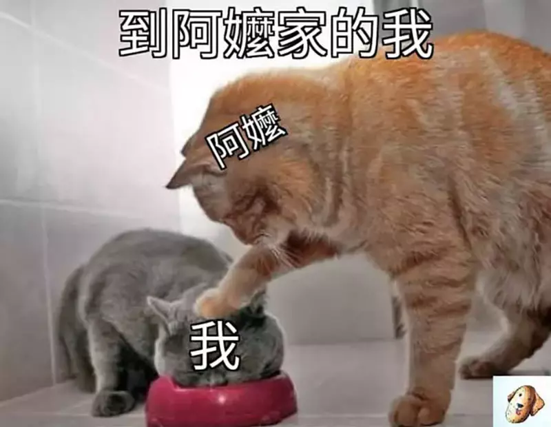 國中妹搜尋紀錄曝光! 「無厘頭問題」笑翻全場:十萬個為什麼