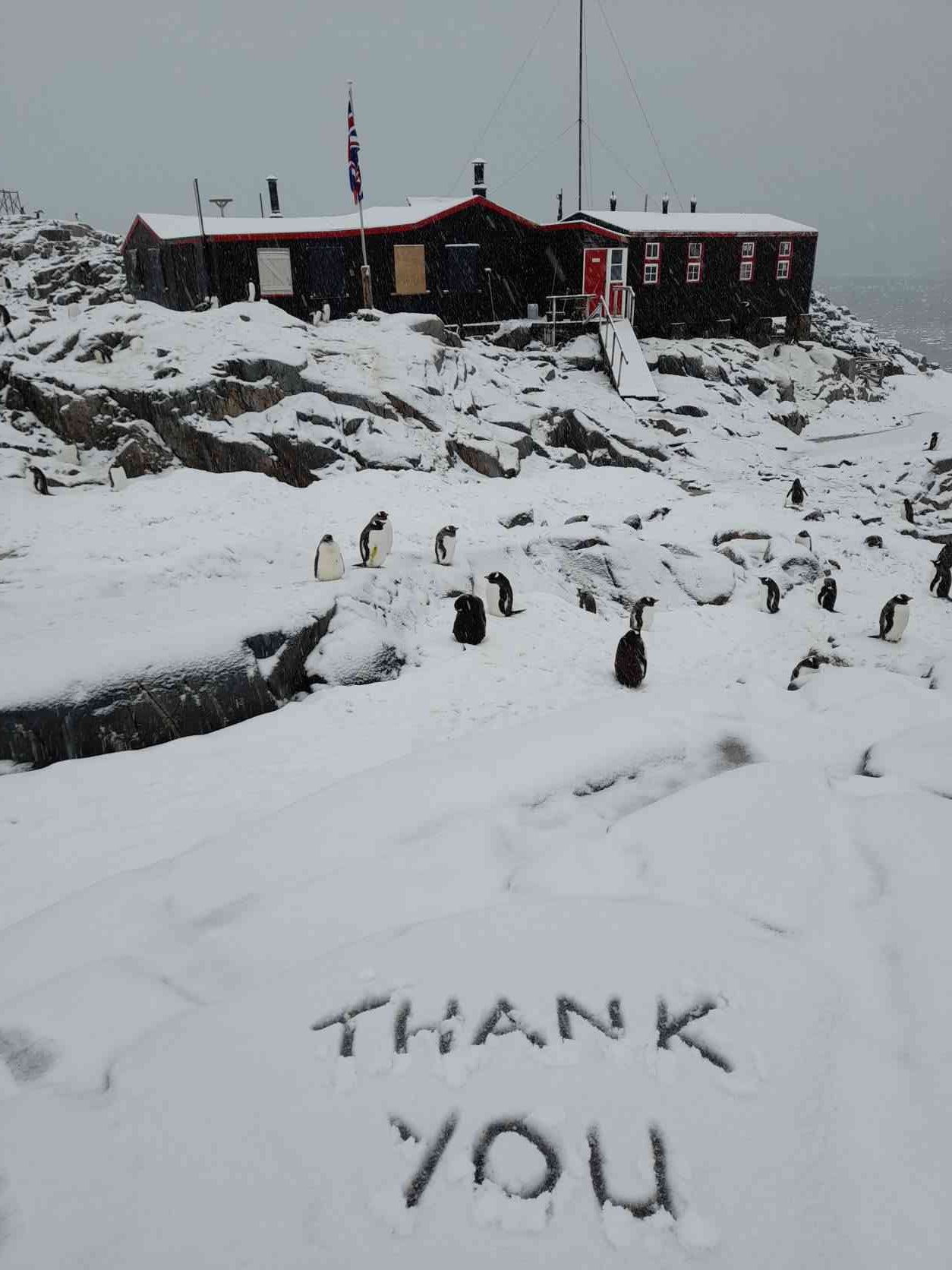南極夢幻職缺 英國徵人 到南極數企鵝 極地氣候 生活5個月 跟企鵝天天相處