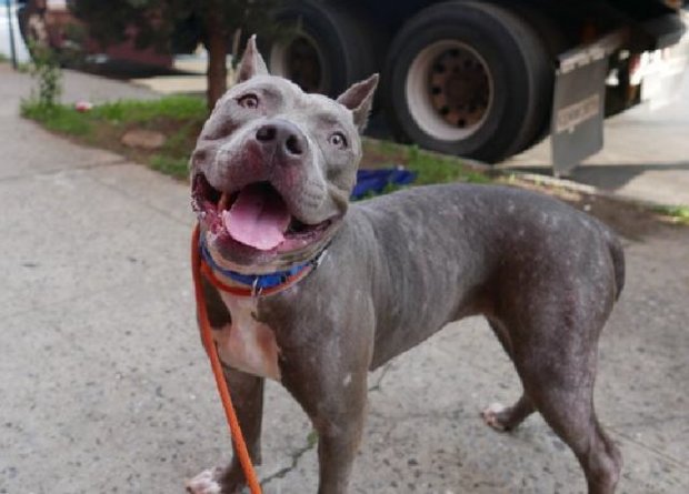 Rescue Dogs Rock NYC