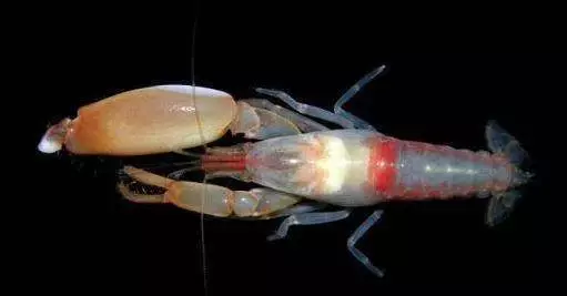「世界上最兇猛的蝦」,一拳超蝦?能打出「5000度高溫」,甚至產生光!