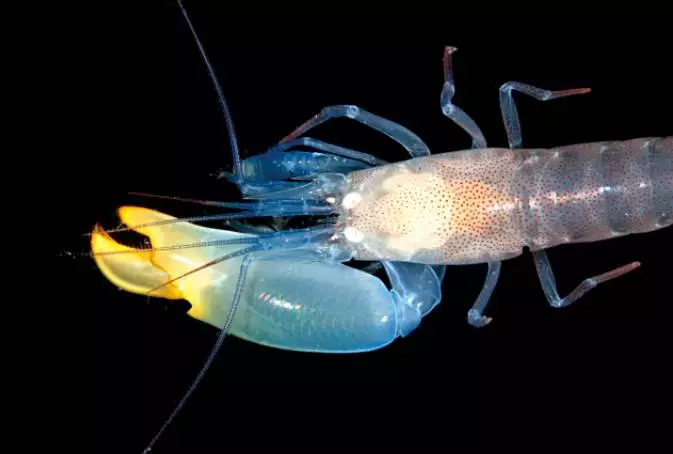 「世界上最兇猛的蝦」,一拳超蝦?能打出「5000度高溫」,甚至產生光!