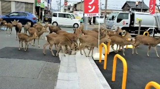 沒遊客來進貢...奈良小鹿「吃不到仙貝」　整群「上街亂逛」：哪裡有零食？