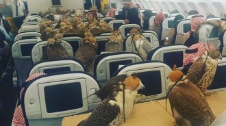 杜拜富豪為「80隻獵鷹買下80個飛機座位」，讓網友們都驚嘆！