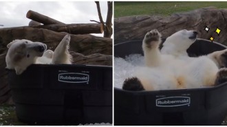 天氣好熱！動物園貼心準備「巨大涼爽冰桶」　北極熊「興奮滾滾」超享受：是天堂～