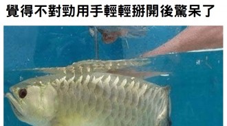 他買了昂貴的金龍魚回家「卻發現魚一直緊閉嘴巴」覺得不對勁用手輕輕撐開後發現...賺翻了！