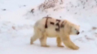 俄北極熊身上竟被漆上「T-34」！專家擔憂：可能在野外活不久