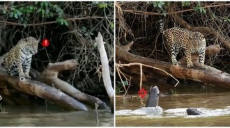 美洲豹準備吃晚餐！水獺「群起對抗」不速之客　「勇敢捍衛家園」驚呆網：團結的力量！