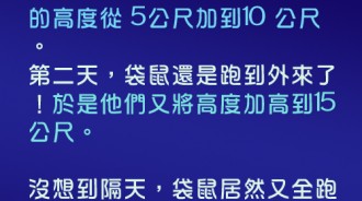 袋鼠太過聰明，逃出籠子對牠們來說易如反掌！