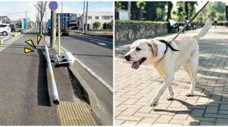 號誌桿莫名「連根拔起倒地」！警調查發現「犯人竟是狗」：牠們把它尿斷了...