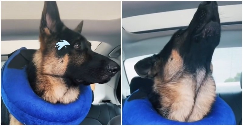 結紮完回家 德牧全程 無視馬麻 鬧彆扭眼眶泛淚 仰天悲鳴 偶的蛋蛋