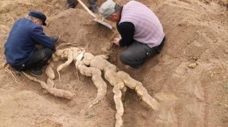 阿伯以為自己挖到了一塊「超巨大人蔘」，結果卻是另一種可怕又厲害的東西！