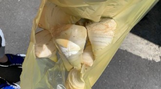 老農夫路邊賣筍子...買幾顆竟「500元」！不甘被騙拍照po網...網愣：是你賺到了