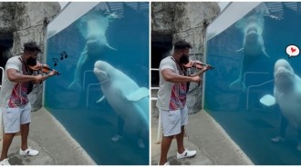 水族館演奏小提琴！小白鯨成「療癒系觀眾」呆萌捧場　開心「擺鰭舞動」：豪好聽❤️