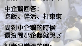 記者在動物園裡採訪三隻企鵝，但結局絕對跟你知道的不一樣...