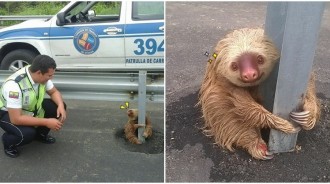 不敢過馬路...小樹懶「緊抱護欄」和警察叔叔求救　「無辜對視」好獃萌：可以送偶回家嗎～