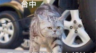 「各縣市的貓貓語錄」中肯到爆：台灣人一定秒懂！
