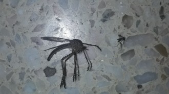 家中驚現「超巨大蚊子」...是一般蚊子的十倍大！