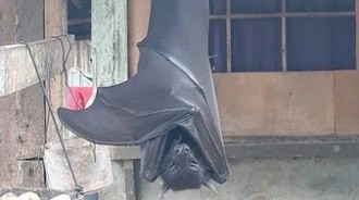 阿嬤養的？巨型蝙蝠「比人還大」掛在後院　網友起底「國寶級品種」連老鷹都怕牠