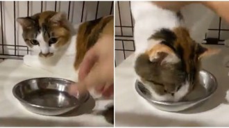 主子吃飯總愛「留一顆飼料」！奴才靠近「輕聲說一句話」秒吃完：原來是在等我❤️