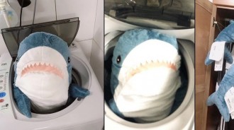 她用洗衣機「洗IKEA鯊魚」可愛模樣全變調！拿去烘乾「呆萌小鯊→肥肚肚大叔」造型反而更療癒❤