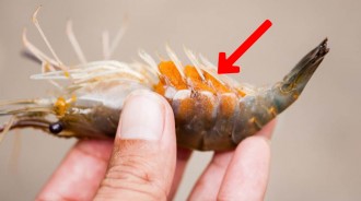 賺到了！吃蝦驚見「腹部滿滿蝦卵」網友：最好別吃，會後悔…