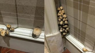 剛入住新房…女屋主驚見「牆角長蘑菇」嚇到拔掉！沒想到幾天後竟長出「超級進化版」快嚇哭